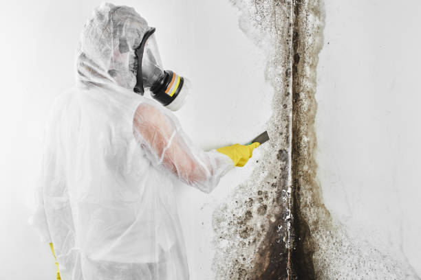 Mold Removal Process in Patrick Af, FL