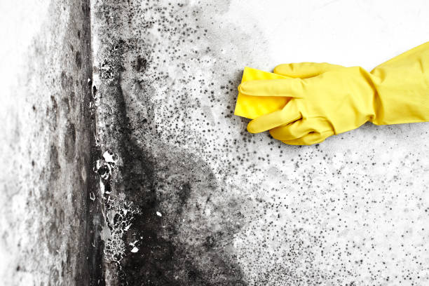 Best Mold Removal and Inspection  in Patrick Af, FL