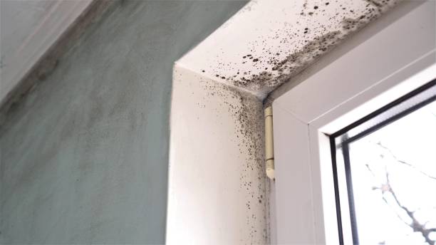 Best Same-Day Mold Removal  in Patrick Af, FL