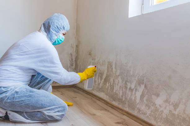 Mold Removal Process in Patrick Af, FL