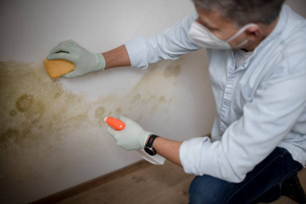 Best Black Mold Removal  in Patrick Af, FL