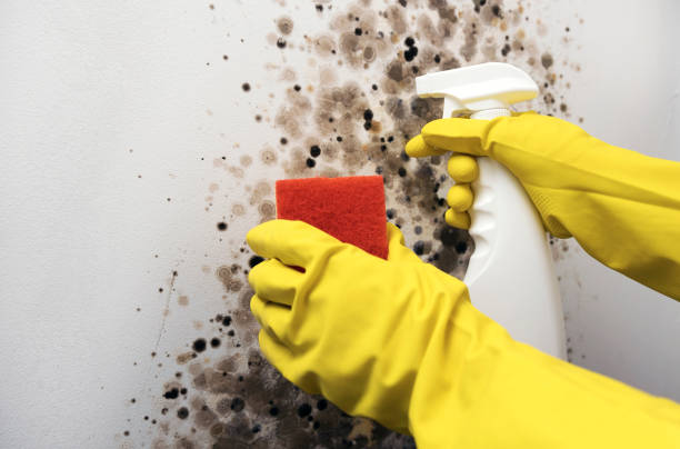 Best Attic Mold Removal  in Patrick Af, FL
