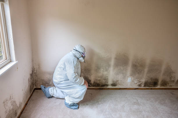 Best Certified Mold Removal  in Patrick Af, FL