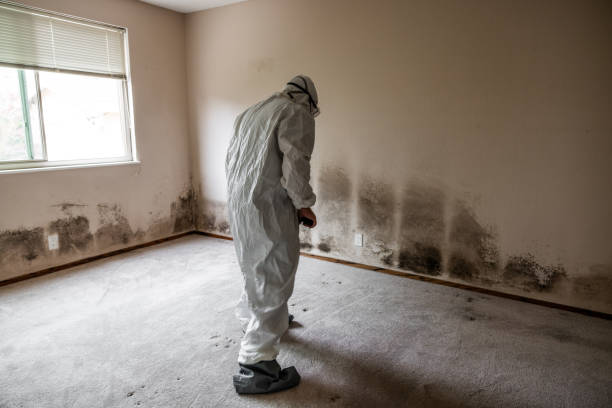 Mold Removal and Inspection in Patrick Af, FL