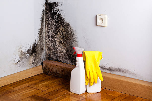 Best Commercial Mold Removal  in Patrick Af, FL