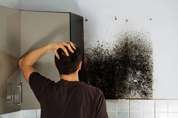 Best Toxic Mold Removal  in Patrick Af, FL