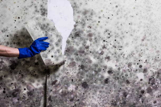 Best Certified Mold Removal  in Patrick Af, FL